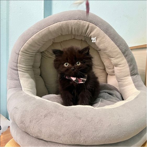 สก็อตติสโฟล รูปที่ 4