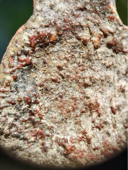 พระเทริดขนนก กรุวัดป่าเลไลยก์ สุพรรณบุรี เนื้อชินสนิมแดง รูปที่ 10