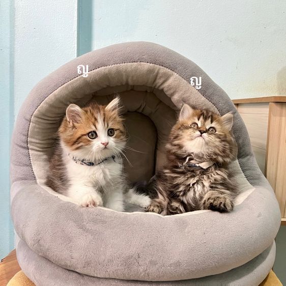 สก็อตติสโฟล รูปที่ 4