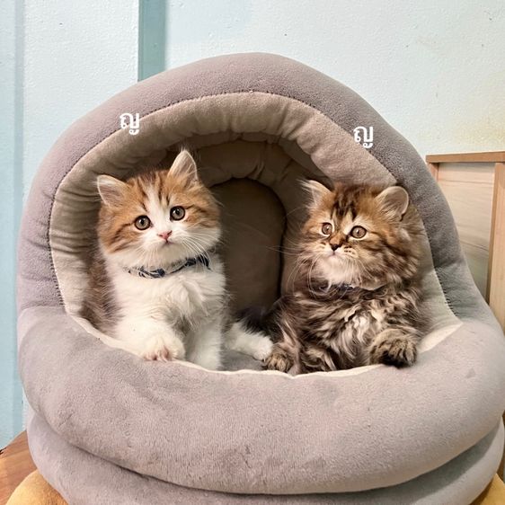 สก็อตติสโฟล รูปที่ 5