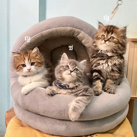 สก็อตติสโฟล รูปที่ 3