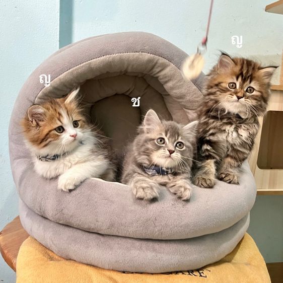 สก็อตติสโฟล รูปที่ 2