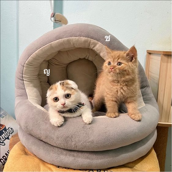 สก็อตติสโฟล รูปที่ 3