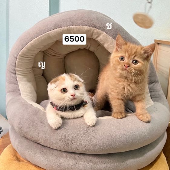 สก็อตติสโฟล