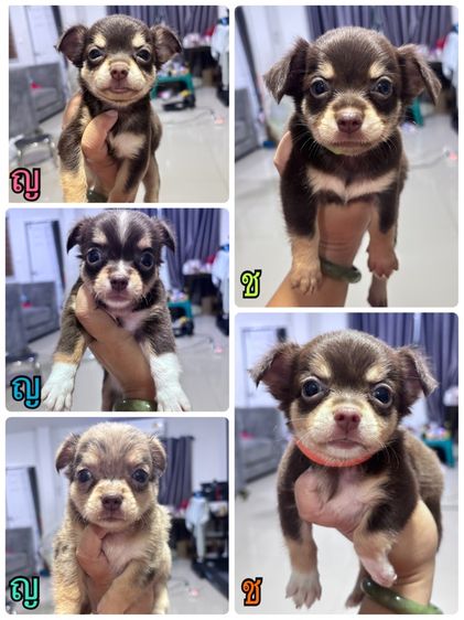 ชิวาวา (Chihuahua) เล็ก ชิวาว่า 10 ตัว