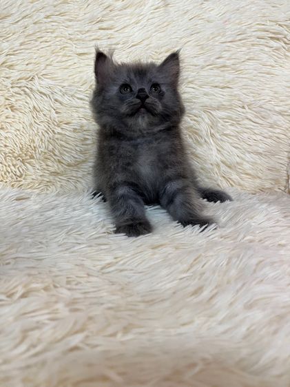 แมวเปอเซีย 