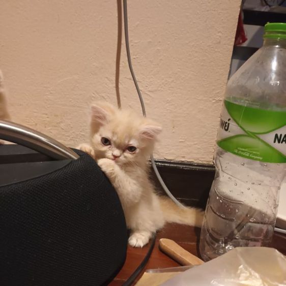 เเมวสก๊อตติชโฟ