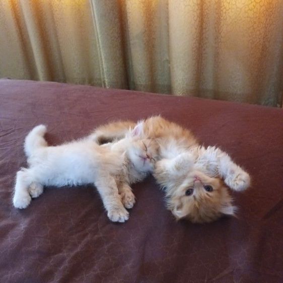 เเมวสก๊อตติชโฟ รูปที่ 2