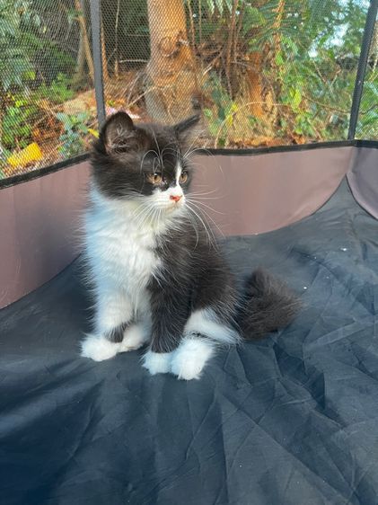 เปอร์เซียตัวแน่น ขนนุ่ม รูปที่ 3