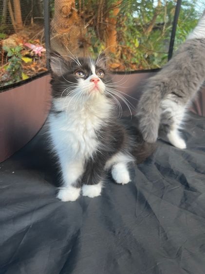 เปอร์เซียตัวแน่น ขนนุ่ม รูปที่ 2