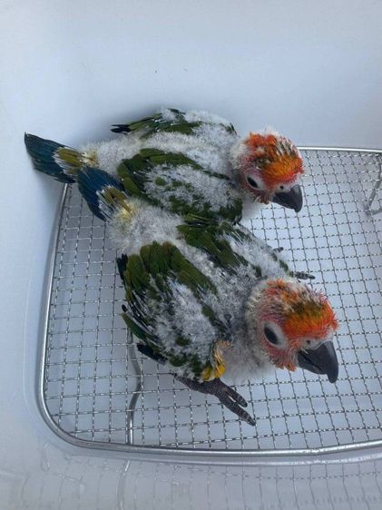 ลูกป้อน ซันคัวร์นัว รูปที่ 6