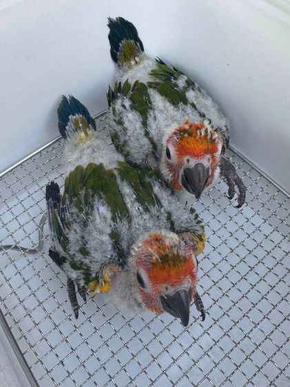 ลูกป้อน ซันคัวร์นัว รูปที่ 3