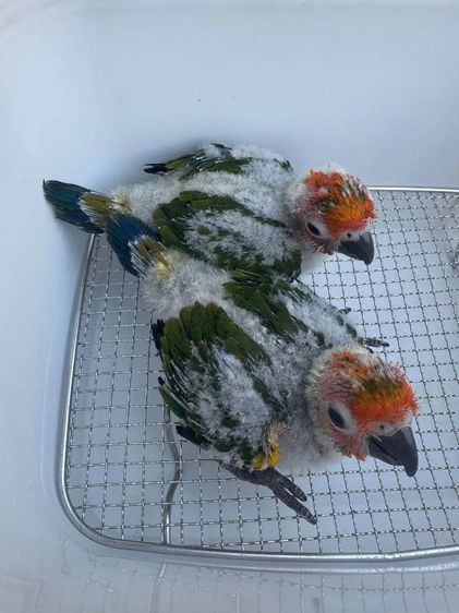 ลูกป้อน ซันคัวร์นัว รูปที่ 4