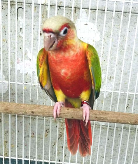 กรีนชีค รูปที่ 2