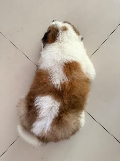 ลูกสุนัขบางแก้วสายพันธุ์แท้ รูปที่ 10