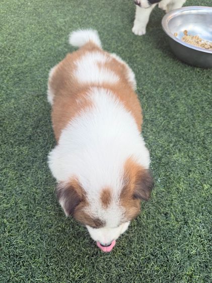 ลูกสุนัขบางแก้วสายพันธุ์แท้ รูปที่ 2