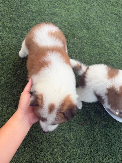 ลูกสุนัขบางแก้วสายพันธุ์แท้ รูปที่ 5