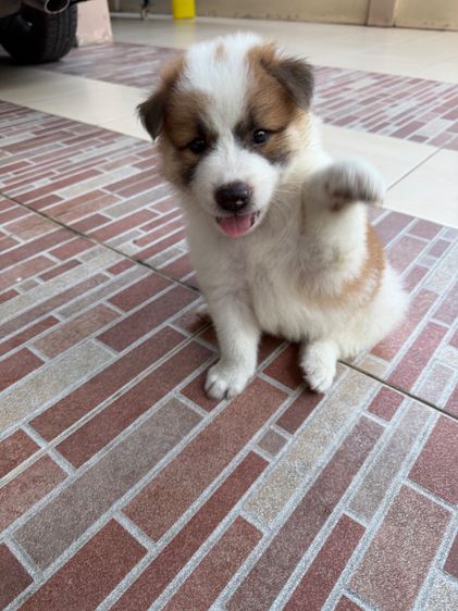 ลูกสุนัขบางแก้วสายพันธุ์แท้ รูปที่ 13