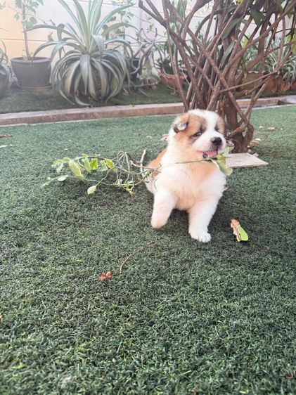 บางแก้ว (Thai Bangkaew Dog) เล็ก ลูกสุนัขบางแก้วสายพันธุ์แท้