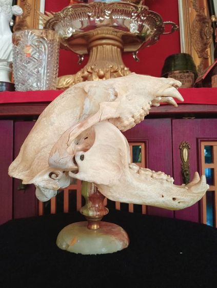 แท้ขนาดใหญ่บนฐานหินอ่อนเสริมอำนาจบารมีเป็นที่น่าเกรงขาม