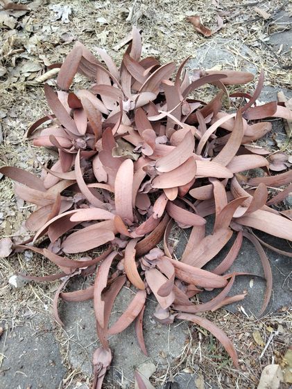 เมล็ด​ยางนา