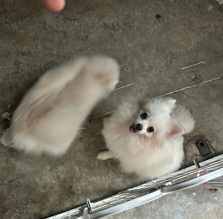 สุนัขพันธุ์ปอมเมเรเนียน