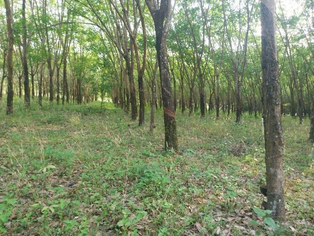 ขายที่ดินในเขตย่านตัวเมืองอำเภอเมืองจังหวัดบึงกาฬใกล้ศาลากลางจังหวัดบึงกาฬติดถนนปูนไฟฟ้าผ่านสามารถสร้างบ้านจัดสรรได้สร้างที่อยู่อาศัยได้ทำการเกษตรได้