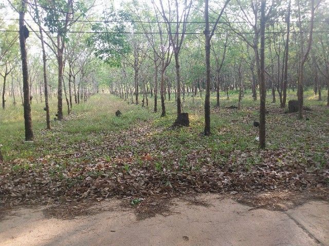 ใช่ ขายที่ดินในเขตย่านตัวเมืองอำเภอเมืองจังหวัดบึงกาฬใกล้ศาลากลางจังหวัดบึงกาฬติดถนนปูนไฟฟ้าผ่านสามารถสร้างบ้านจัดสรรได้สร้างที่อยู่อาศัยได้ทำการเกษตรได้ รูปที่ 2