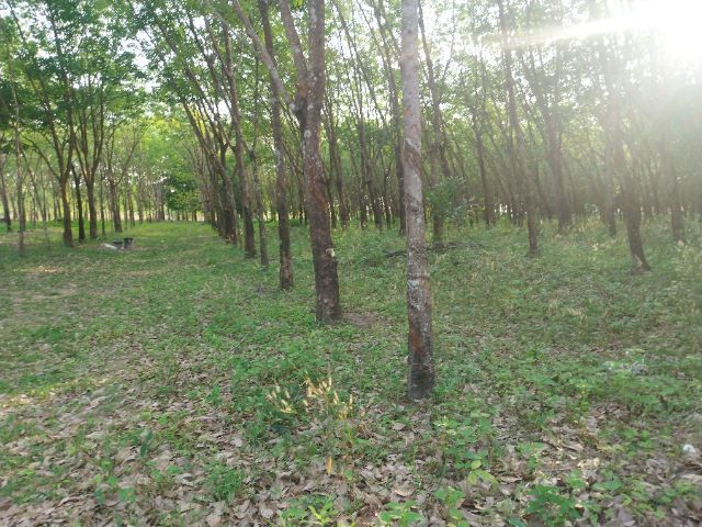 ใช่ ขายที่ดินในเขตย่านตัวเมืองอำเภอเมืองจังหวัดบึงกาฬใกล้ศาลากลางจังหวัดบึงกาฬติดถนนปูนไฟฟ้าผ่านสามารถสร้างบ้านจัดสรรได้สร้างที่อยู่อาศัยได้ทำการเกษตรได้ รูปที่ 4