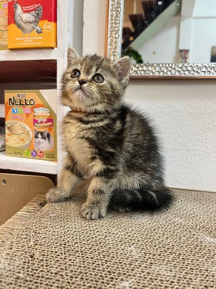 น้องแมว EXO ติก