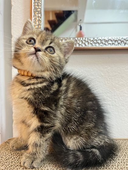 น้องแมว EXO ติก  รูปที่ 4