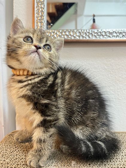 น้องแมว EXO ติก  รูปที่ 8