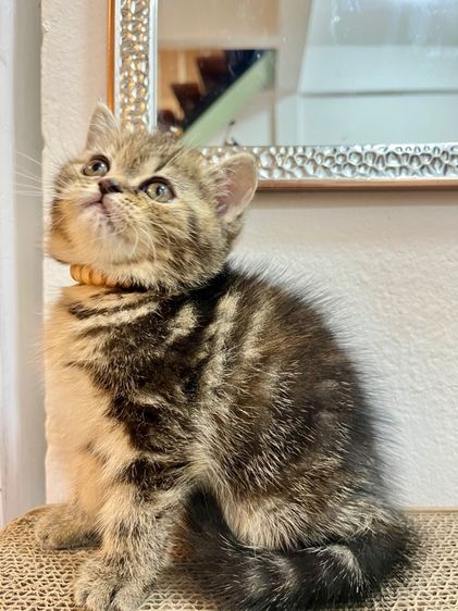 น้องแมว EXO ติก  รูปที่ 5