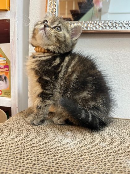 น้องแมว EXO ติก  รูปที่ 11