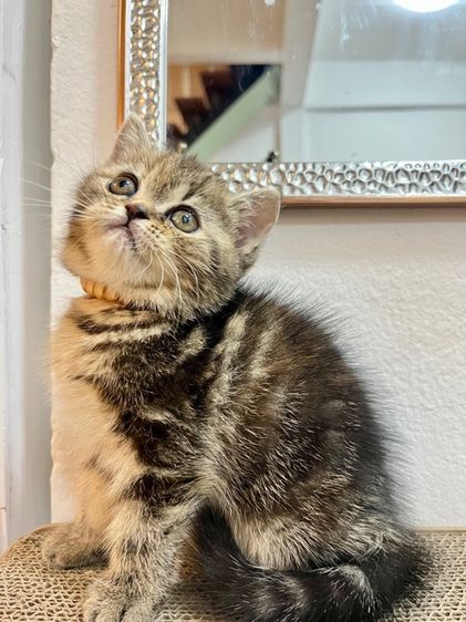 น้องแมว EXO ติก  รูปที่ 2