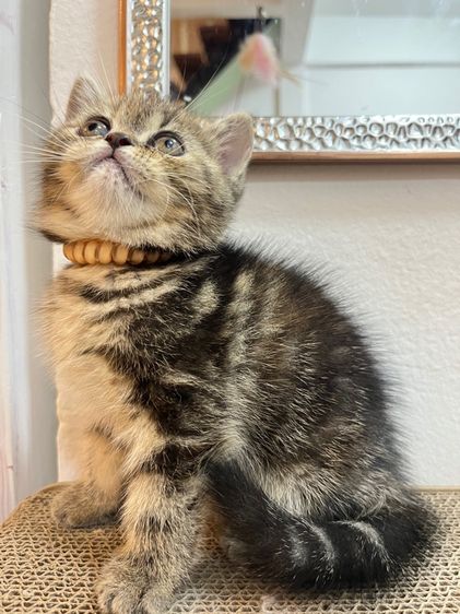 น้องแมว EXO ติก  รูปที่ 7