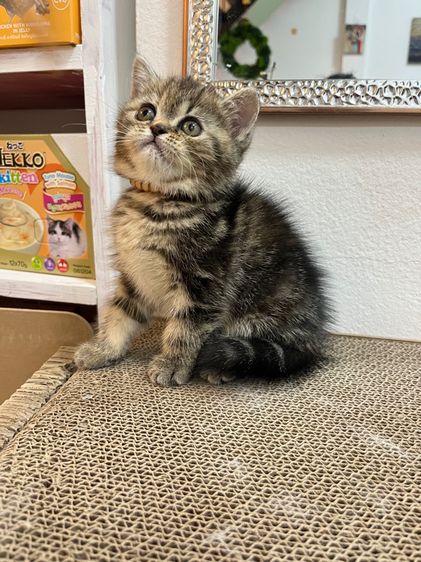 น้องแมว EXO ติก  รูปที่ 13