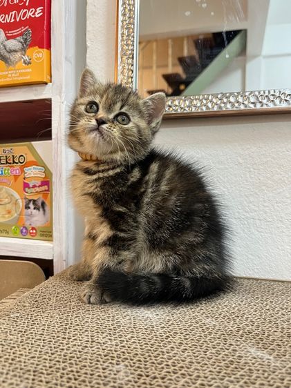 น้องแมว EXO ติก  รูปที่ 10