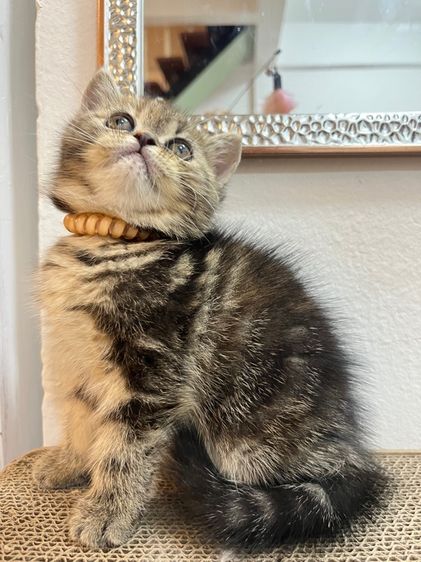 น้องแมว EXO ติก  รูปที่ 3