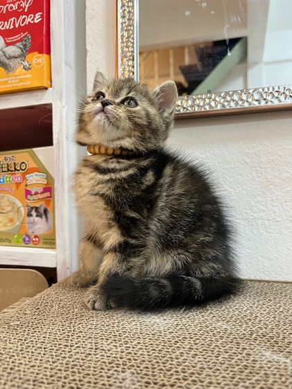 น้องแมว EXO ติก  รูปที่ 9