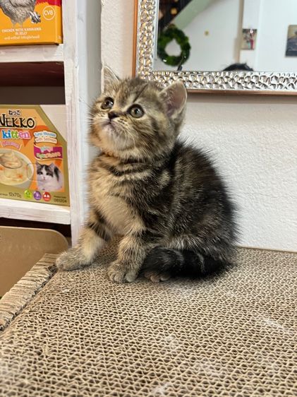 น้องแมว EXO ติก  รูปที่ 14