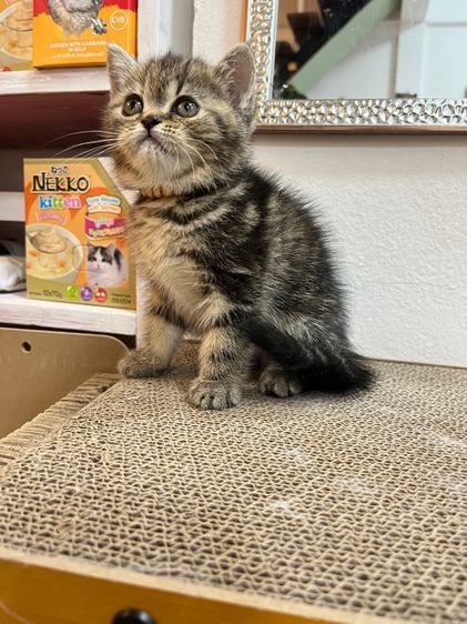 น้องแมว EXO ติก  รูปที่ 17