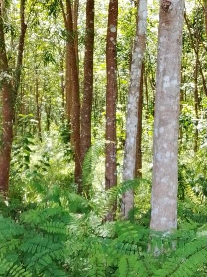 ใช่ ขายสวนยางพารา 5 ไร่กว่า รูปที่ 2