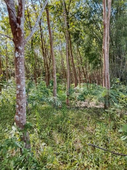 ขายสวนยางพารา 5 ไร่กว่า