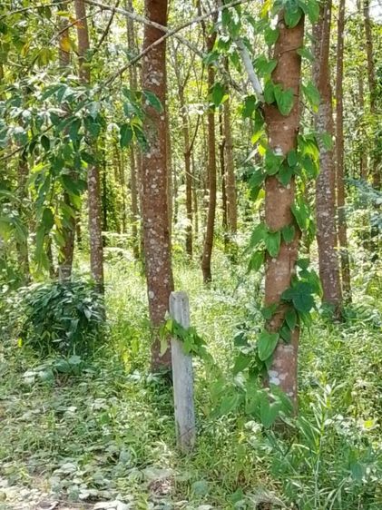 ใช่ ขายสวนยางพารา 5 ไร่กว่า รูปที่ 4