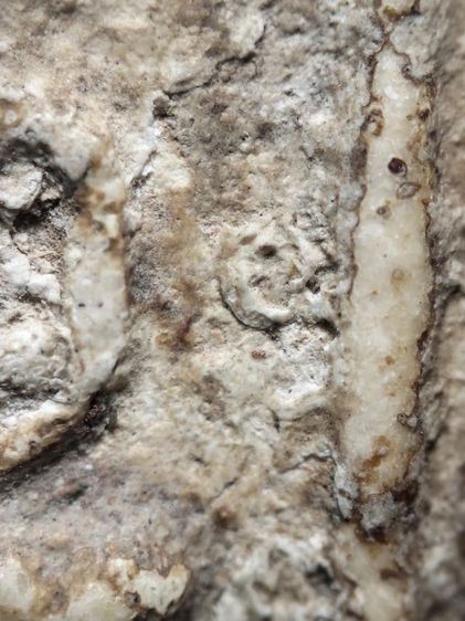 พระสมเด็จเนื้อสวยหนึกนุ่มครับ รูปที่ 8