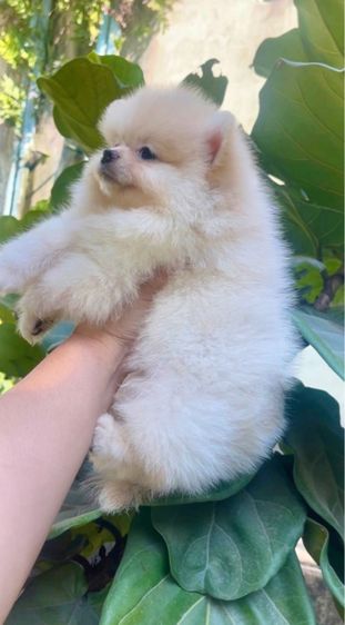 ปอมแท้ รูปที่ 3