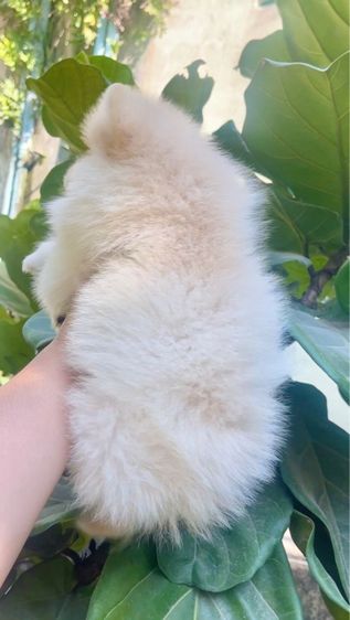 ปอมแท้ รูปที่ 4