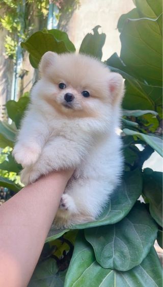 ปอมแท้ รูปที่ 2