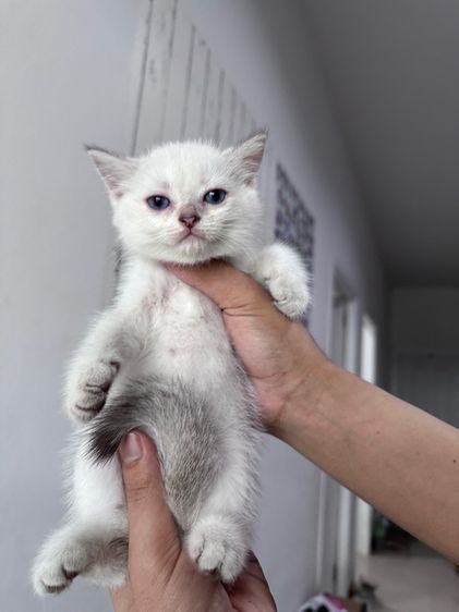 แมวบริตติชผสมสก๊อตติช รูปที่ 2